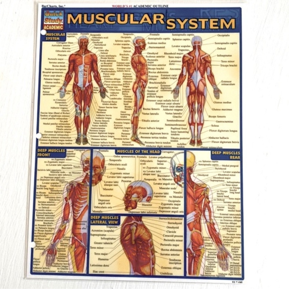 Muscular System Educational Wall Chart/ Study Guide
